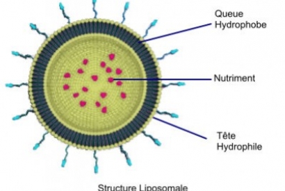  Che cos'è la vitamina C liposomiale?